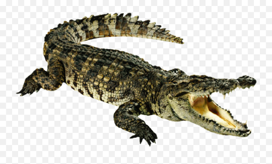 Clipart Alligator Nile Crocodile - Dwayne The Croc Johnson Alligator Transparent Emoji,Alligator Emoji