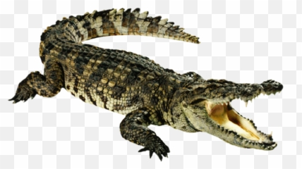 Clipart Alligator Nile Crocodile - Dwayne The Croc Johnson Alligator Transparent Emoji,Alligator Emoji
