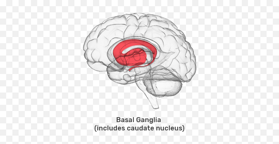 The Fasd Brain Fasd Hub - Brain Emoji,Which Nuclei Are Responsible For Processing Emotion And Memory
