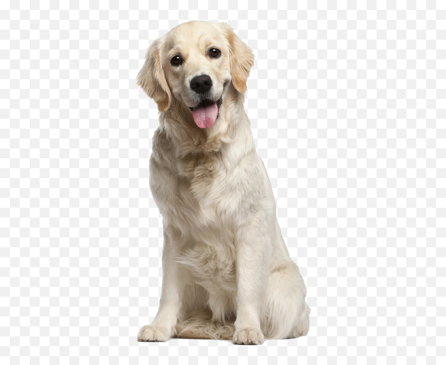 Missouri Pet Breeders Association - Pet Professionals Of Dog Png Emoji,Emotion Face, Ffa, Ppa, Loc