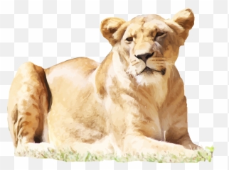 Lionhead Rabbit Lion Journal Female - Lion Png Download Emoji,Whatsapp Lion Emoticon