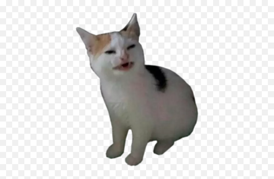 Funny Cat Stickers Animated By Jamila Moutji Emoji,Smirkcat Emoji Funny Cat Stickers Animated By Jamila Moutji Emoji,Smirkcat Emoji