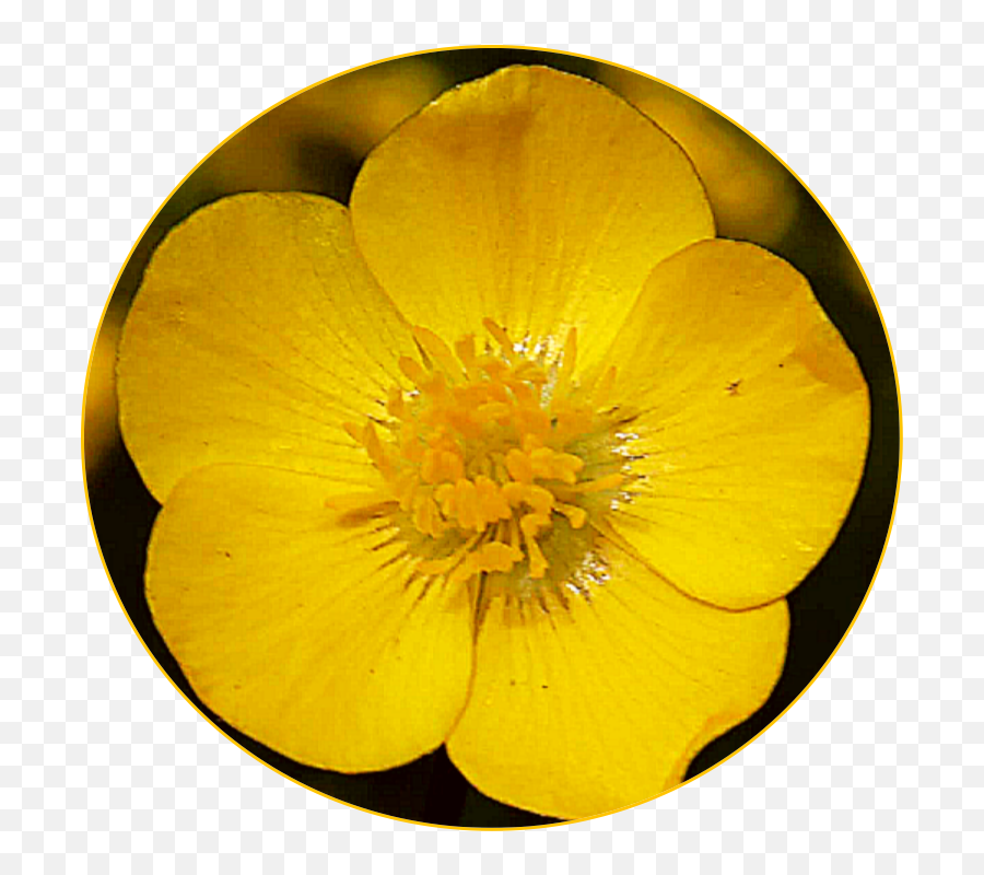 Scyellow Yellow Flower Sticker - Creeping Buttercup Emoji,Creeping Emoji