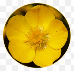 Scyellow Yellow Flower Sticker - Creeping Buttercup Emoji,Creeping Emoji