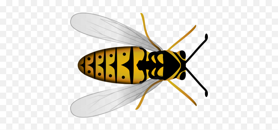Honey Bee Photo Background Transparent Png Images And Svg - Bee Top View Emoji,Image Of Worker Bee Emoticon