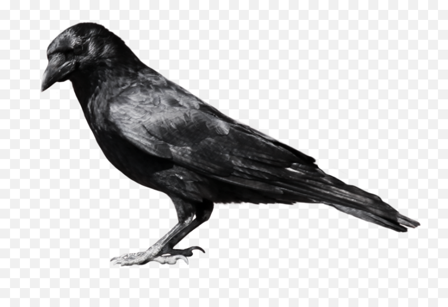 Crow - Crow Png Emoji,Crow Emoji