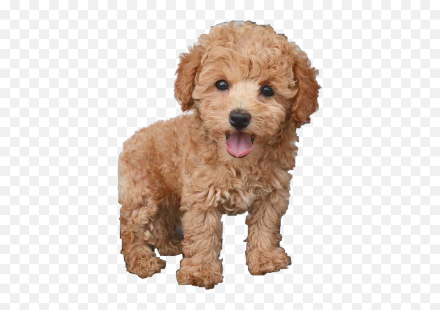 Discover Trending Poodle Stickers Picsart - Chó Poodle Emoji,Dog Emojis Poodle