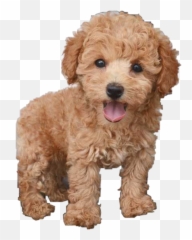 Discover Trending Poodle Stickers Picsart - Chó Poodle Emoji,Dog Emojis Poodle