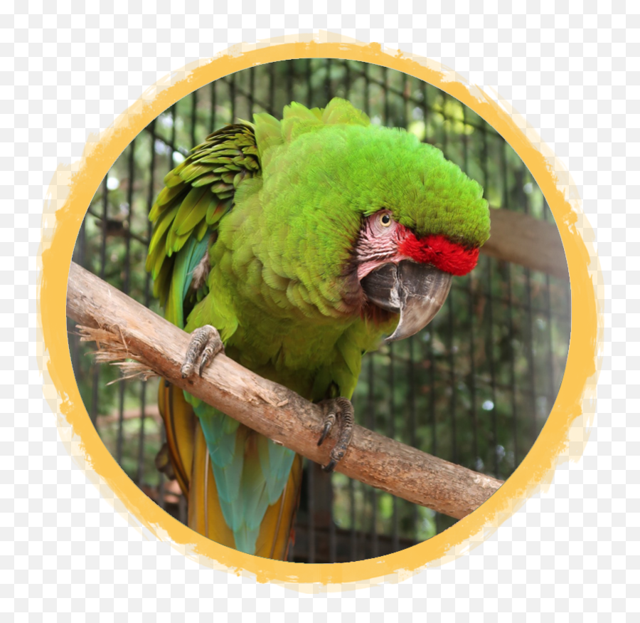 Parakeetsbudgies African Safari Wildlife Park - Port Military Macaw Emoji,African Grey Parrot Reading Emotions