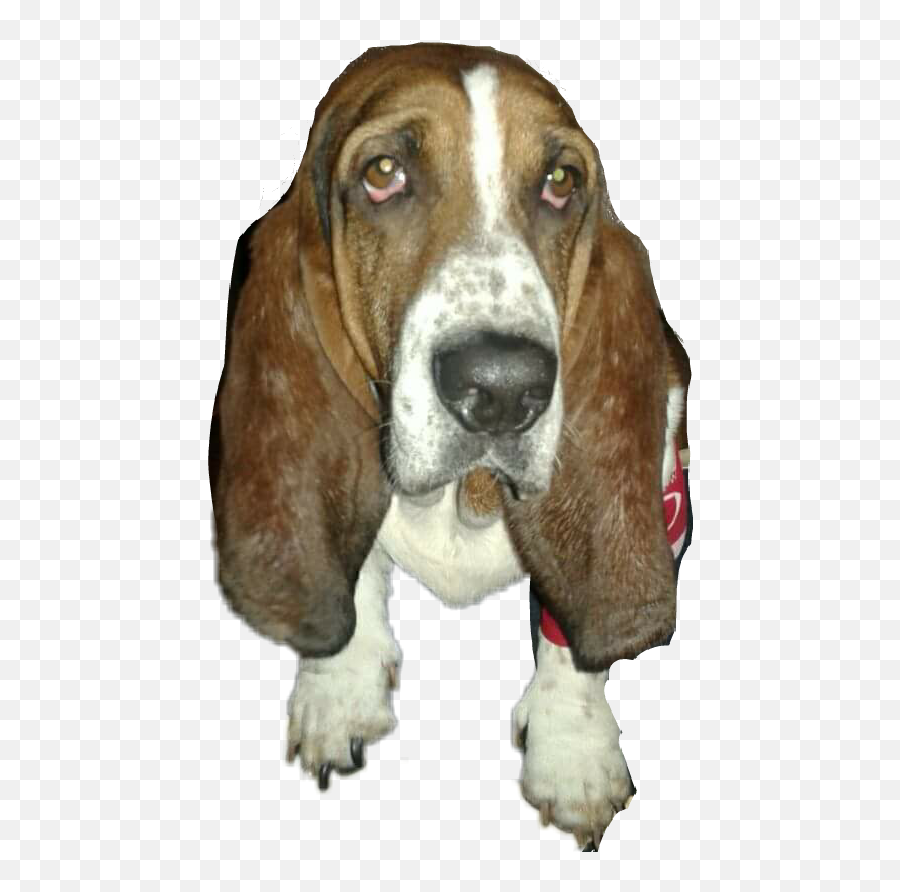 The Most Edited - Basset Hound Emoji,Basset Hound Emoji