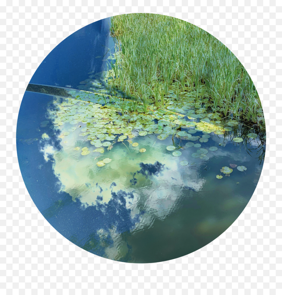 Alexander Dixons Hybrid Reflections - Freshwater Marsh Emoji,Azone Emotion And Flection Hybrid