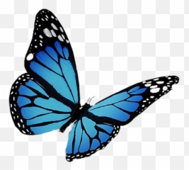 Home - Green And Yellow Butterfly Emoji,Free Butterfly Emojis