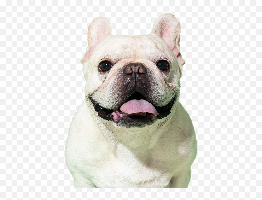 Inupathy - French Bulldog Emoji,Inside Out Dog Emotions