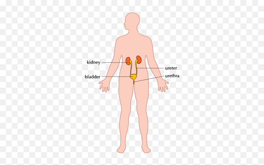 The Digestive System Systems In The Human Body Siyavula - Urinary System Whole Body Emoji,Emotion Code Heart Wall Flow Chart