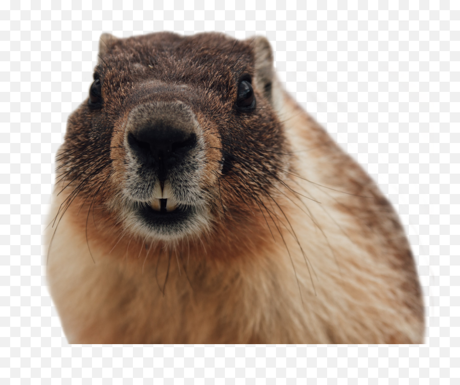 Crow Canyon Archaeological Center - Crow Canyon Marmot Transparent Emoji,Phil Simms Emoticon