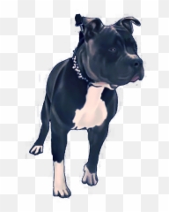 Pack Pit Bull Litter 2016 Blue Nose - Martingale Emoji,Cute Pit Bull Emoticon