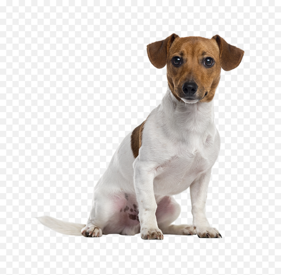 Sitting Dog Transparent Png Images Hd - 2021 Full Hd Jack Russell Terrier Sydney Emoji,Terrier Dog Emoji Png