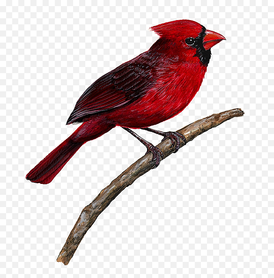 Cardinal Wall Decal - Birds Wall Decals Emoji,Cardinal Bird Facebook Emoticon