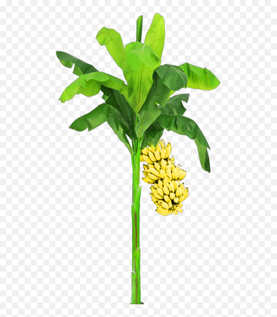 Banana Tree Png Image - Wedding Banana Tree Clipart Emoji,:banana Plant: Emoji