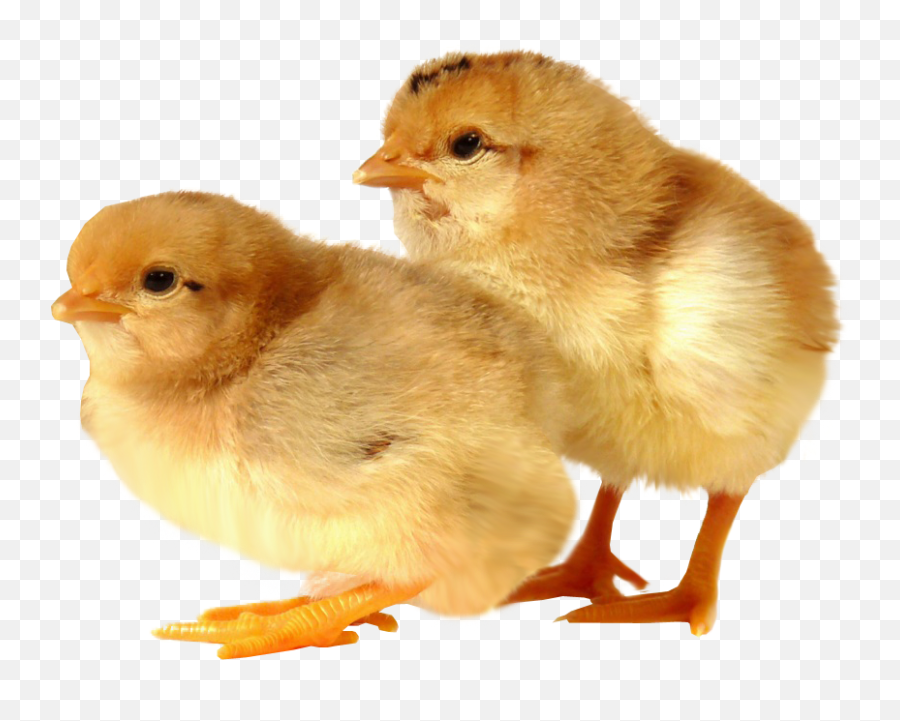 Baby Chicken Transparent Images Png Arts - Chicks With No Background Emoji,Baby Chick Emojis