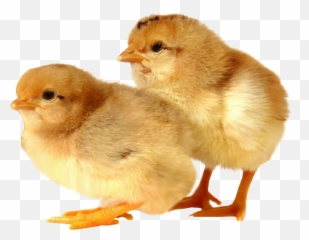 Baby Chicken Transparent Images Png Arts - Chicks With No Background Emoji,Baby Chick Emojis