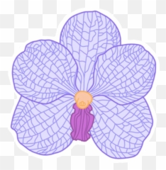 Flower Orchid Çiçek Sticker - Moth Orchid Emoji,Orchid Emoji