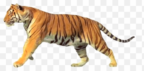 53 Gambar Harimau Bergerak Gif - Gambar Pixabay Harimau Kartun Gif Emoji,Emoticon Bergerak Untuk Powerpoint