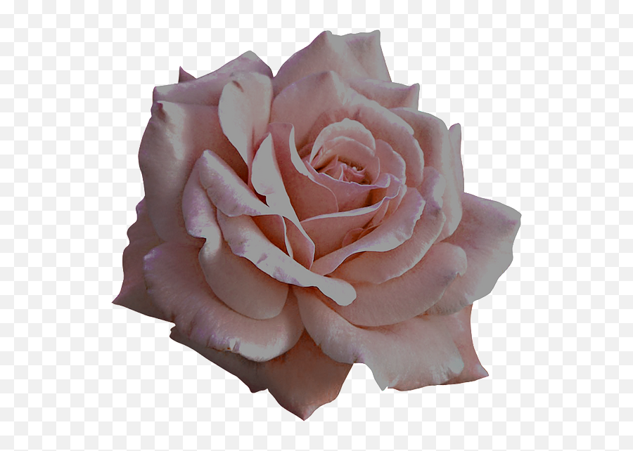 The Dark Goddess Within Cervicalwellness - Transparent Soft Pink Roses Emoji,Emotion Ship Elixir