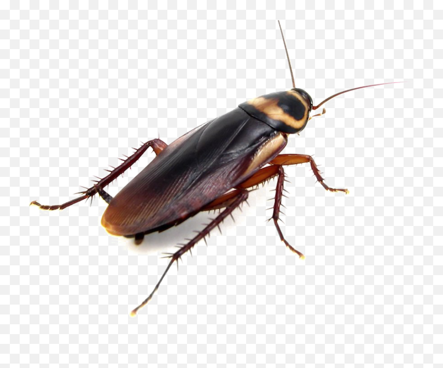 Cockroach Png Clipart Background Png - Does A Cockroach Look Like Emoji,Cockroach Emoji