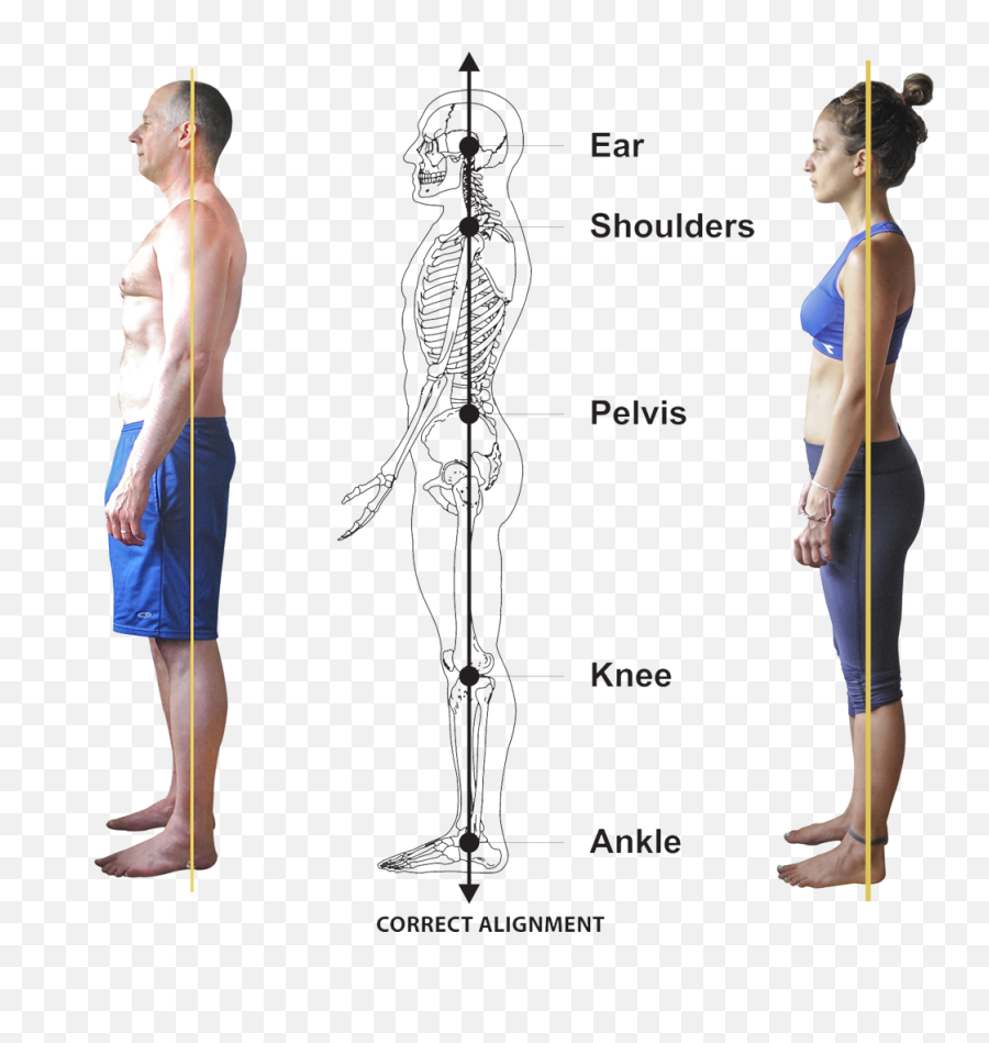 What Is Yogalign - Yogalign Posture Lines Emoji,Fascia As Tissue Of Emotion