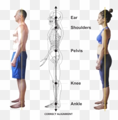 What Is Yogalign - Yogalign Posture Lines Emoji,Fascia As Tissue Of Emotion