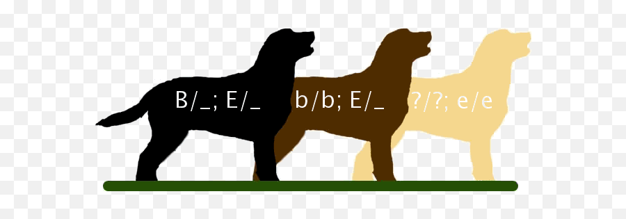 Chocolate Labradorsjust A Little Bit Misunderstood - Epistasis Labrador Example Emoji,Licking Puppy Emoticon