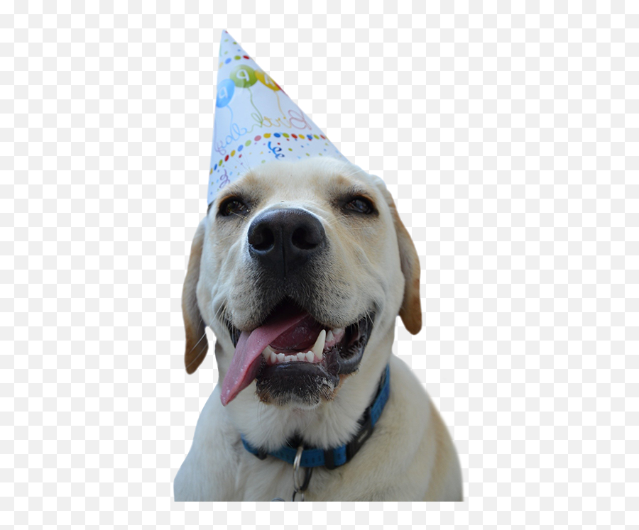 Birthday Parties - Birthday Emoji,Happy Birthday Emoticons With Labrador Retriever
