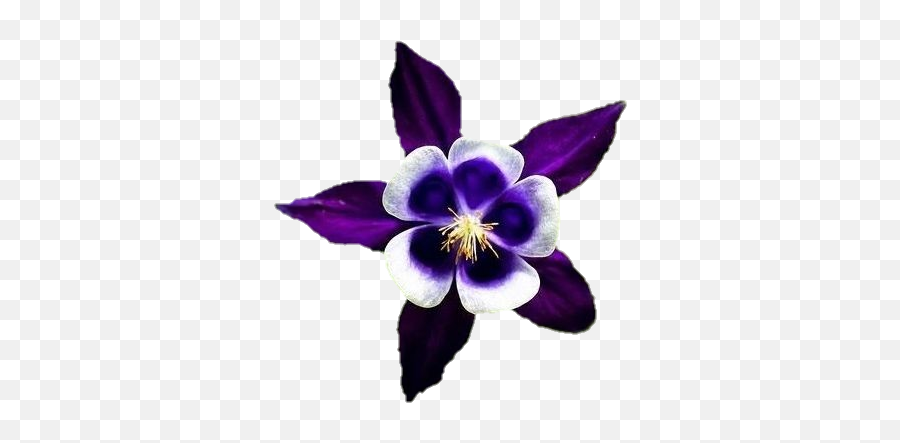 Flor Flowerpower Flower Sticker - Columbine Flor Emoji,Emojis Columbine