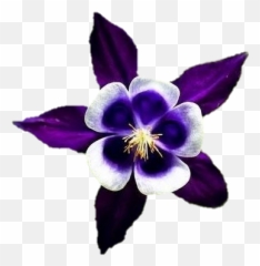 Flor Flowerpower Flower Sticker - Columbine Flor Emoji,Emojis Columbine