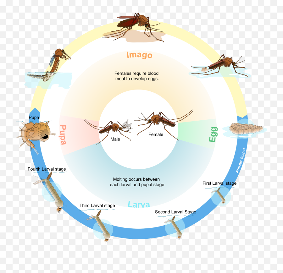 Biological Life Cycle - Many Days Does A Mosquito Live Emoji,Mitosis In Emojis