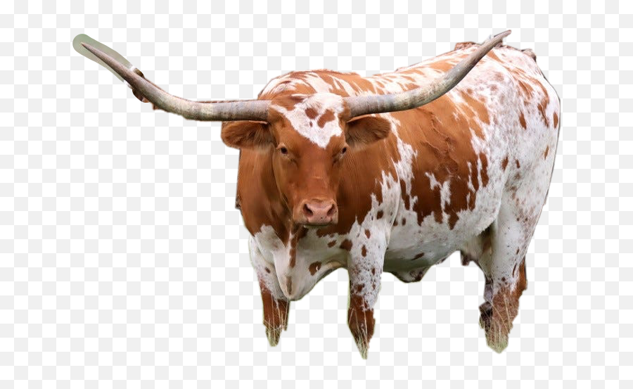 The Most Edited - Texas Longhorn Emoji,Longhorn Cattle Emoji Sign