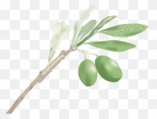 Olive Branch - Joy Hope Gratitude U2013 Emotions That Would Emoji,Emotions Of Hope