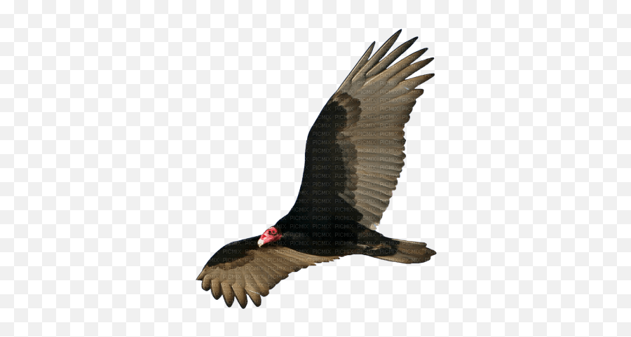 Vulture Bird - Picmix Emoji,Eagles Emoji