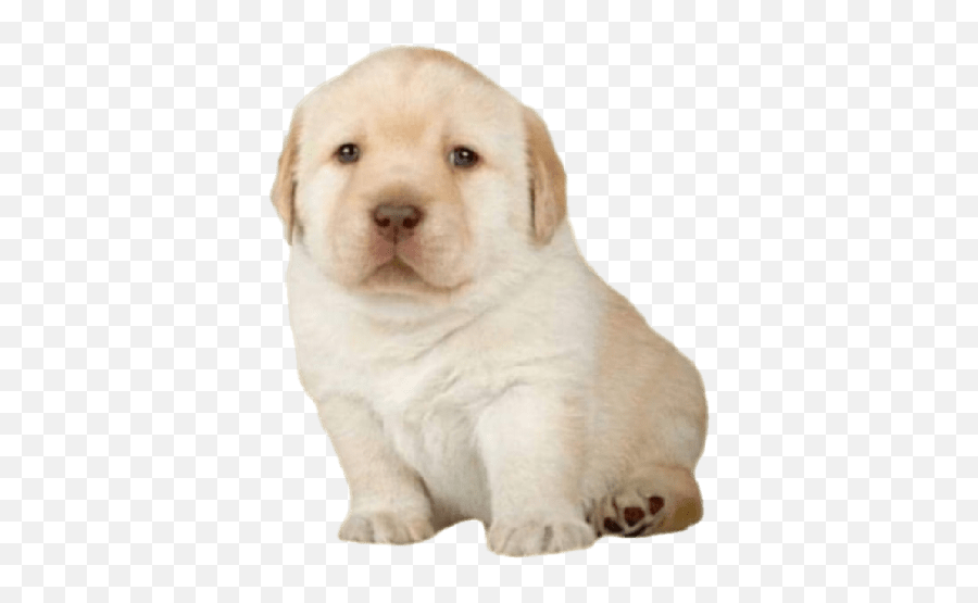 Doge - Doggo Cookie Emoji,Doge Emoji