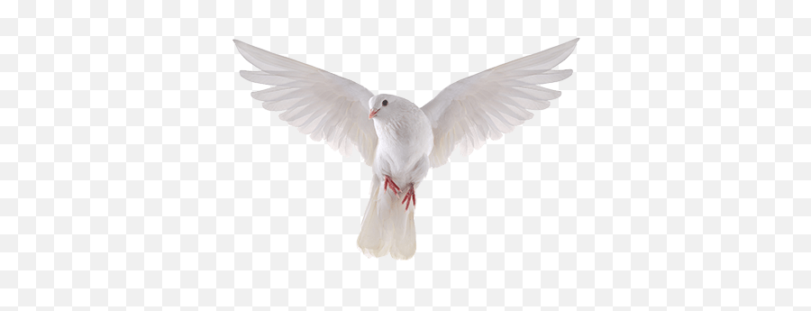 Dove Bird White Sticker - White Dove Emoji,Dove Emoji App