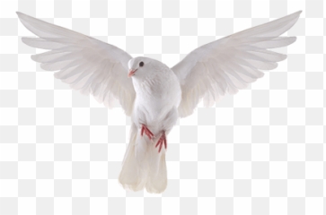 Dove Bird White Sticker - White Dove Emoji,Dove Emoji App