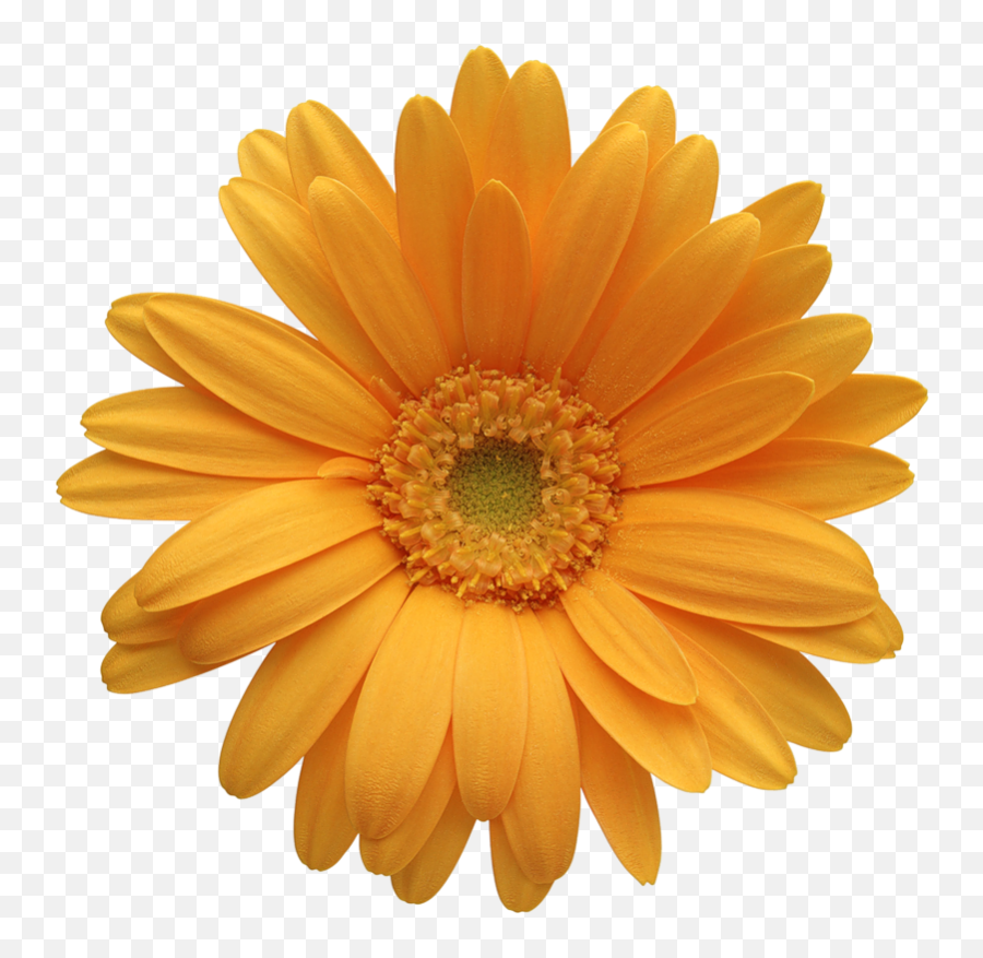 Daisy Flower Clip Art Free Vector For Free Download About 3 - Transparent Gerber Daisy Png Emoji,Flower Emoji Vector