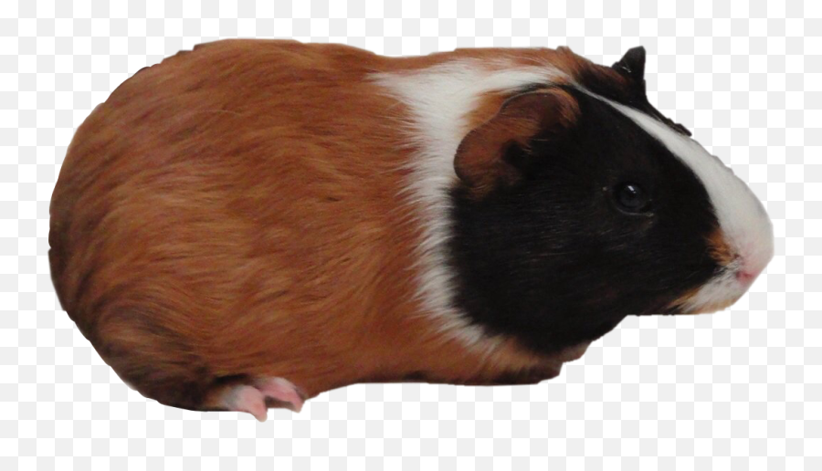 Guinea Stickers - Guinea Pig Emoji,Guinea Pig Emoji