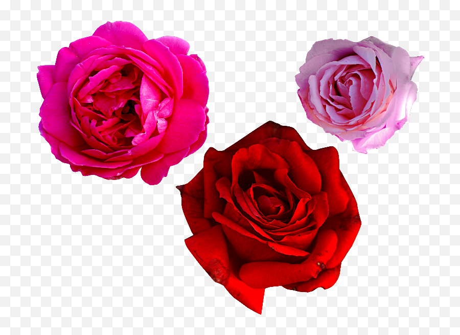 Pink Rose Png Free - Png Roses For Photoshop Emoji,Pink Rose Emoji