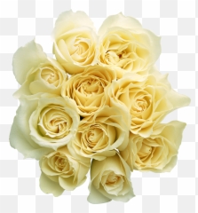 Bebeholdemojisymbolssunyata - Free Image From Needpixcom Real Transparent Background White Rose Flowers Png Emoji,Emojis With Flowers In Beach Background