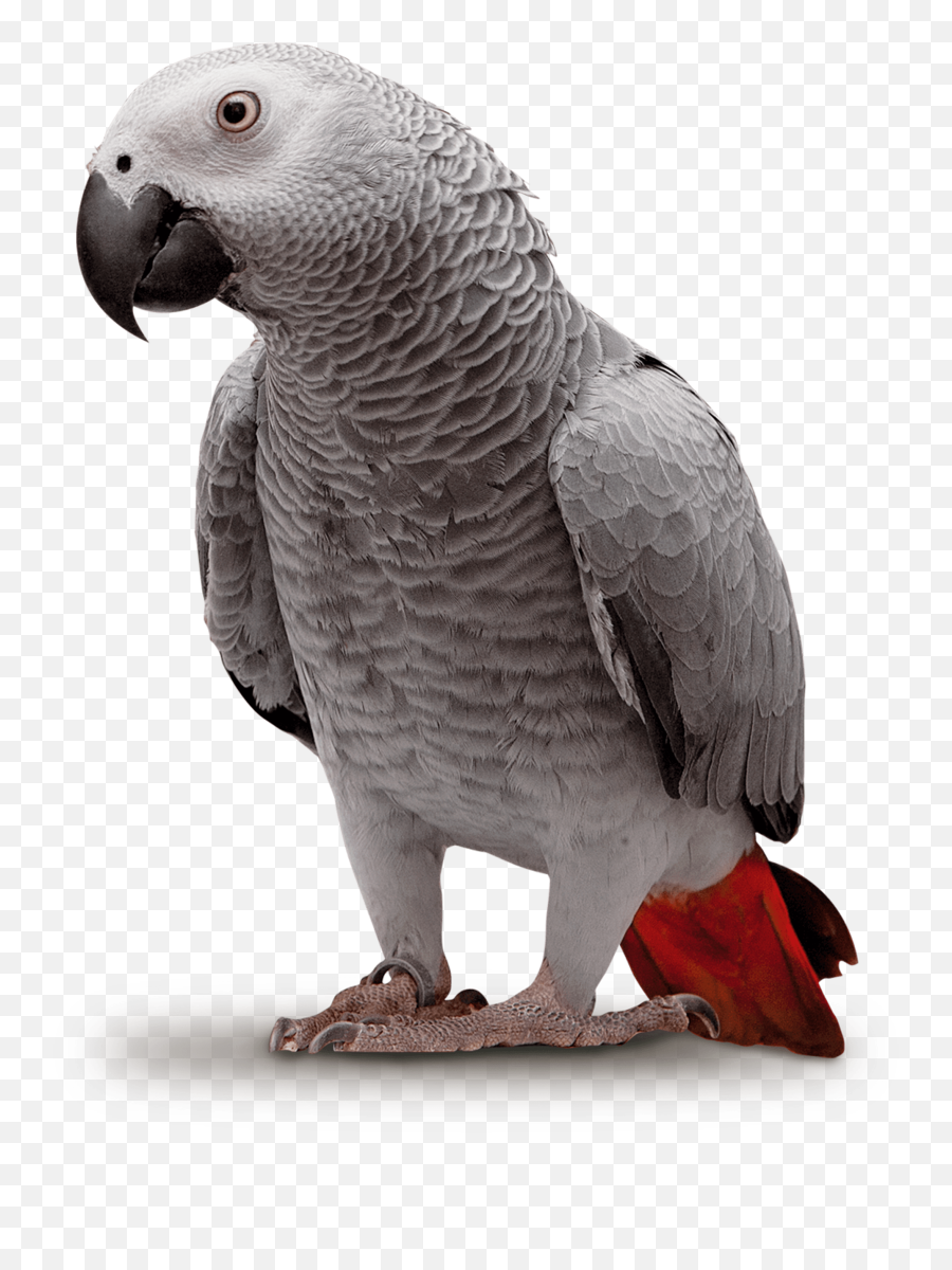 Psittacus Usa - Grey Parrot Emoji,African Grey Parrot Reading Emotions