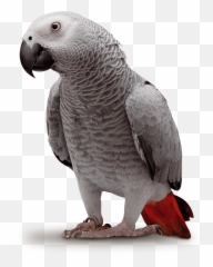 Psittacus Usa - Grey Parrot Emoji,African Grey Parrot Reading Emotions