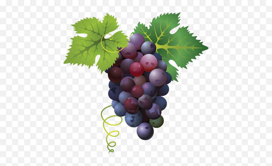 Grapes - Grapes Png Emoji,Grape Emoji