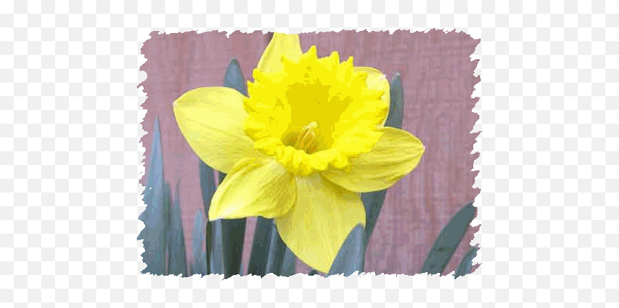 The Daffodil Principle - Wild Daffodil Emoji,Daffodil Pink Emotion